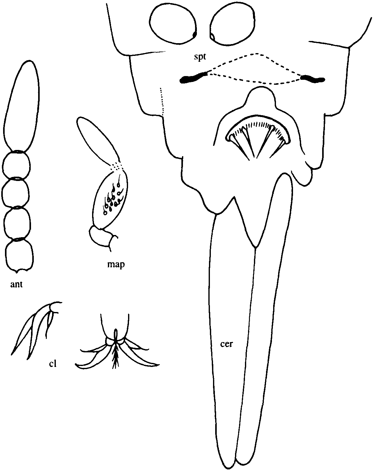 41.白浪細(xì)蠓